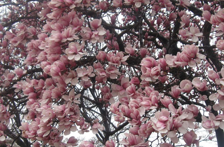 Cherry Blossoms