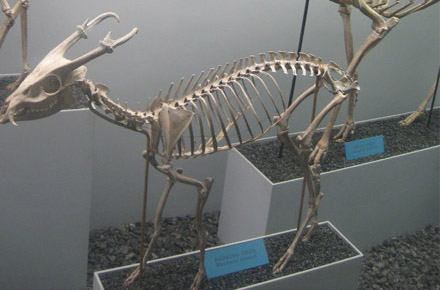 Osteology