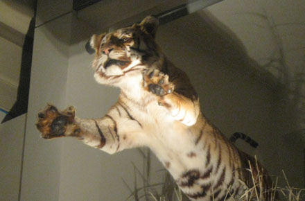 Mammals